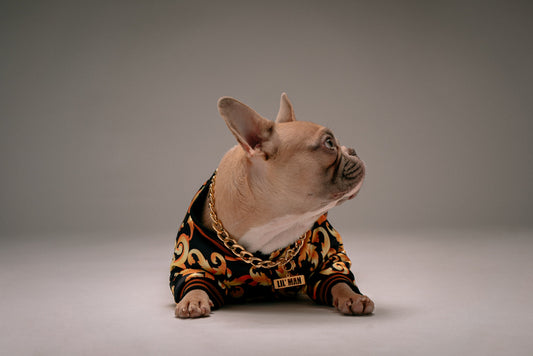 The Latest Trends in Pet Fashion and Accessories: A Guide to Pampering Your Furry Friend