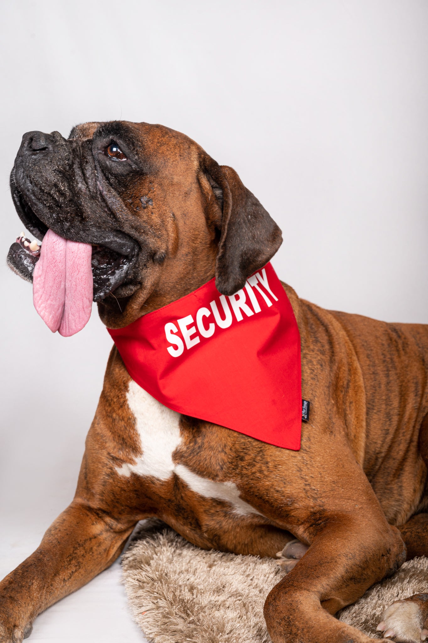 Security Bandana for Dogs