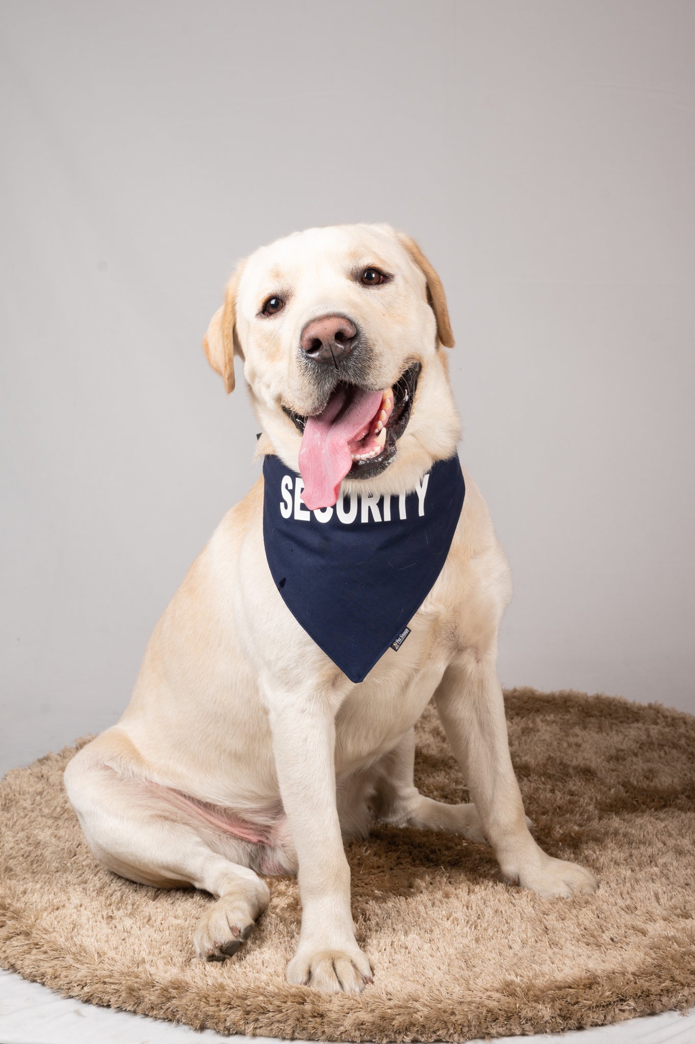 Security Bandana for Dogs