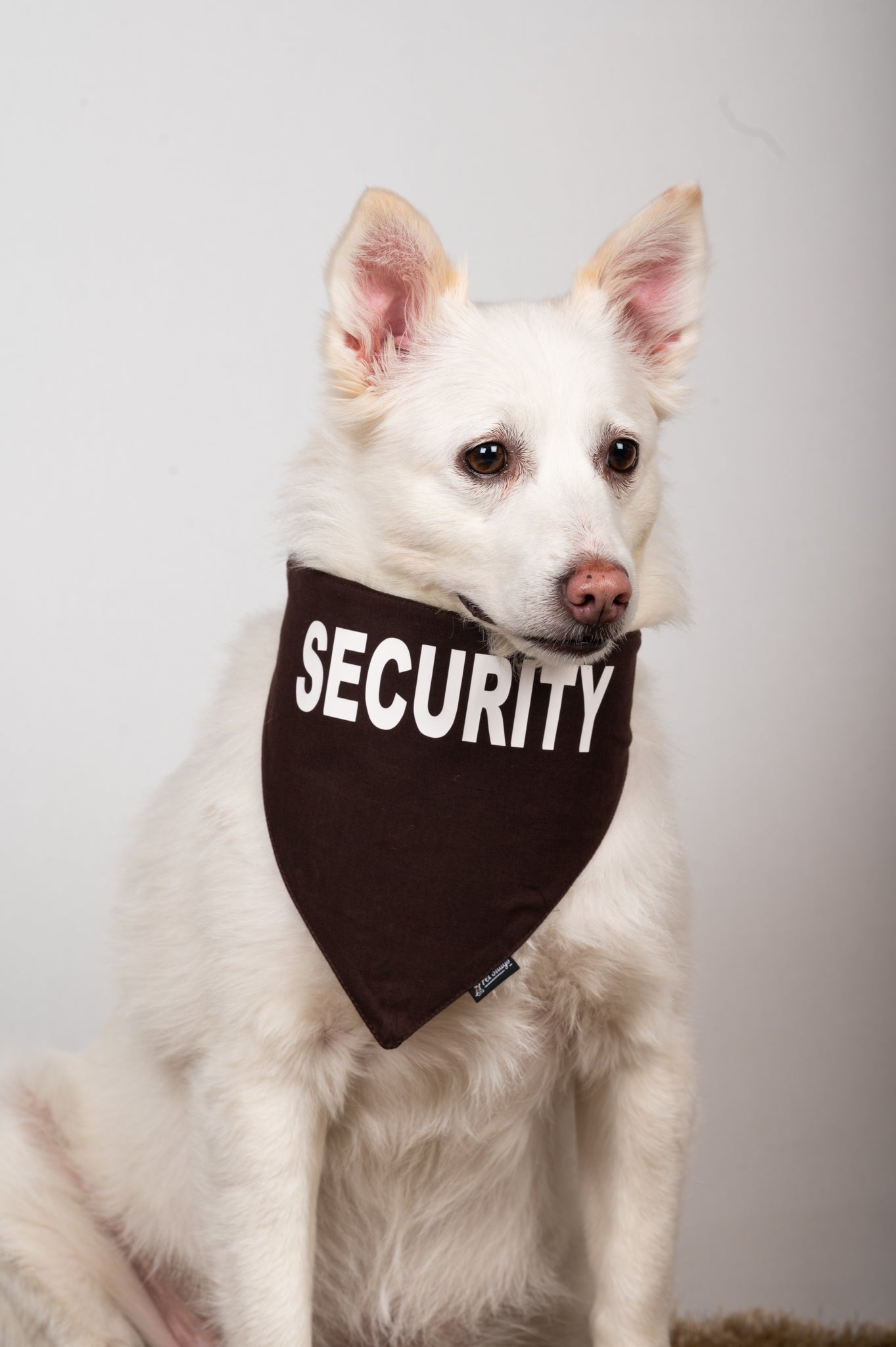 Security Bandana for Dogs