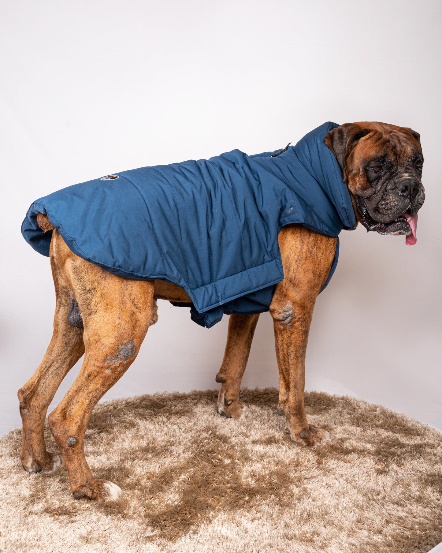 Petsnugs Blue Jacket for Dogs