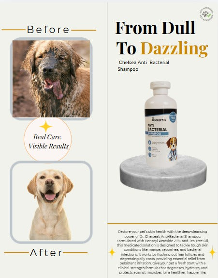 Dr. Chelsea’s Anti-Bacterial Dog Shampoo |Tea Tree Oil | For Itching, Skin Infection & Dandruff | 250 ml